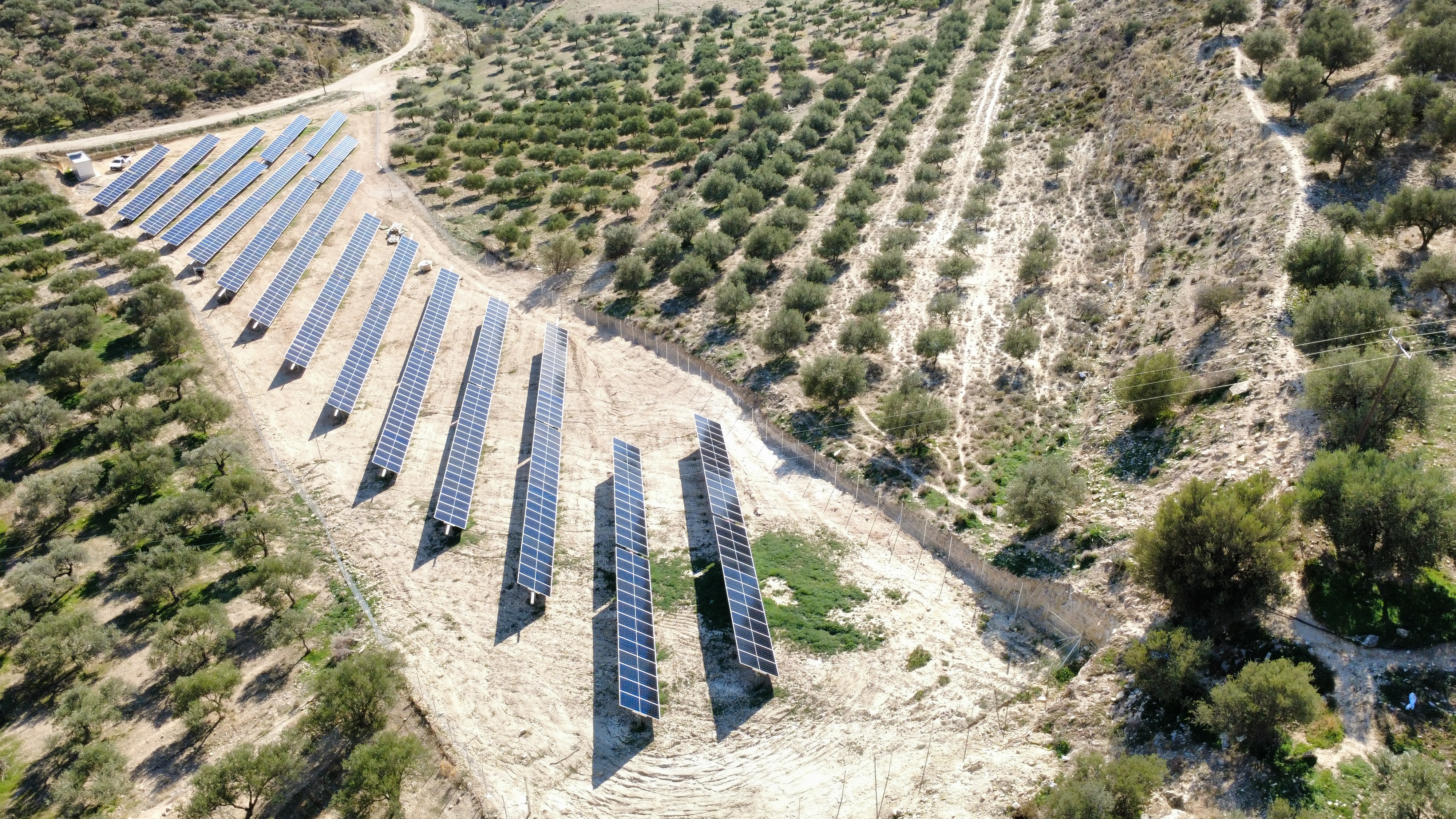 Solar farm installation integrated into an olive grove landscape.